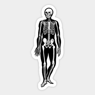 Walking Skeleton - Vintage Anatomy Sticker